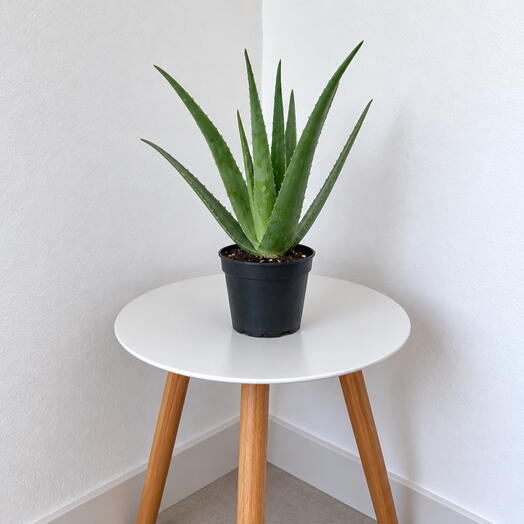 Aloe Vera – Natural Healing Succulent