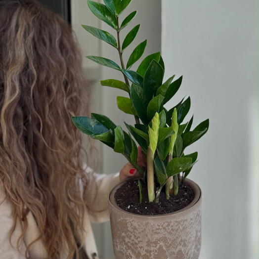 “Dollar tree” Zamioculcas in a decorative pot