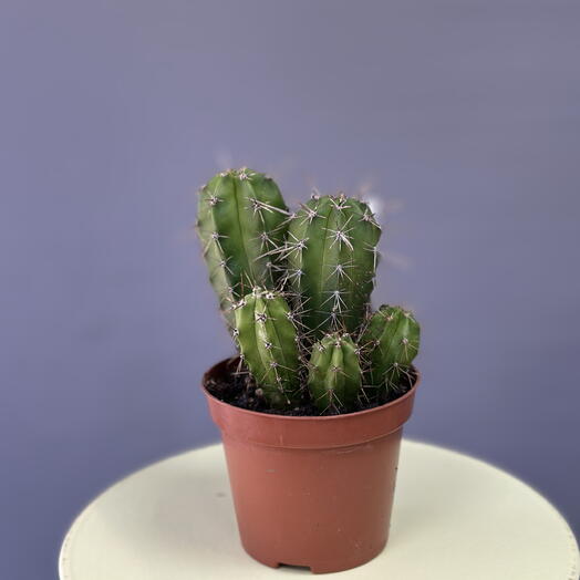 Кактус 🌵 Цереус (Cereus) в пластиковом горшке / Комнатное растение 🪴