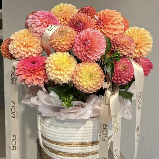 Dahlia Bloom