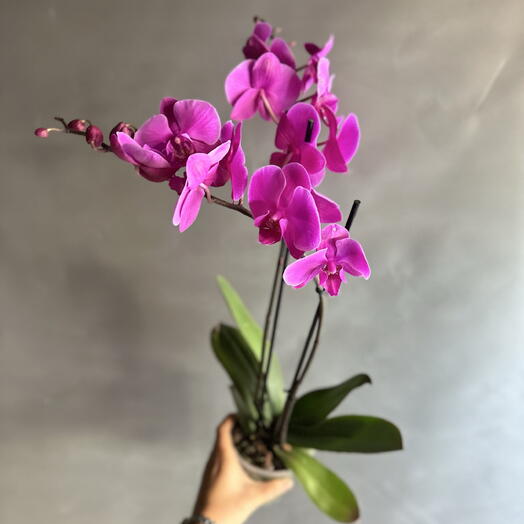 Magnoliya 