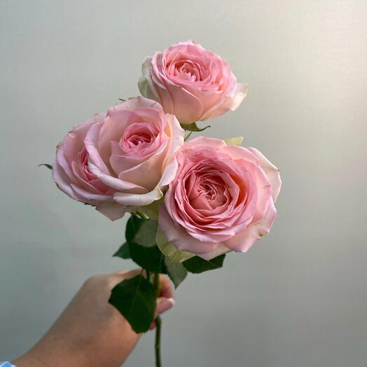 Роза спрей Хэппи Вэйдинг / Happy Wedding