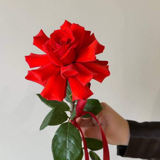 Роза французская Нина