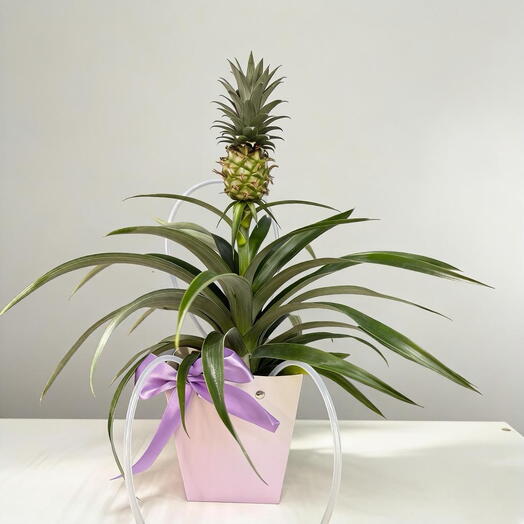 Настоящий комнатный Ананас в горшке, 13/35см в подарок который удивит🎁