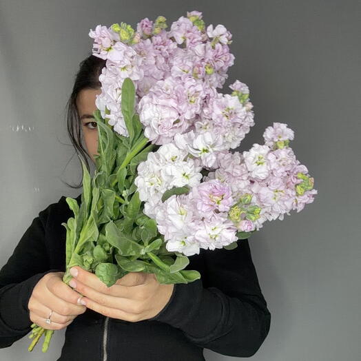Пачка Маттиолы розовой (10 шт)