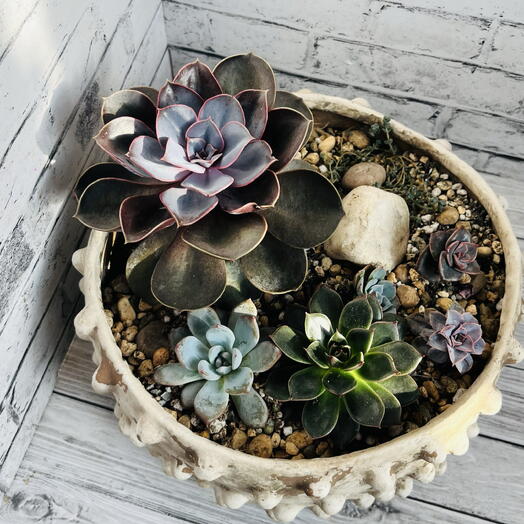 ЭДЕМ botanical studio