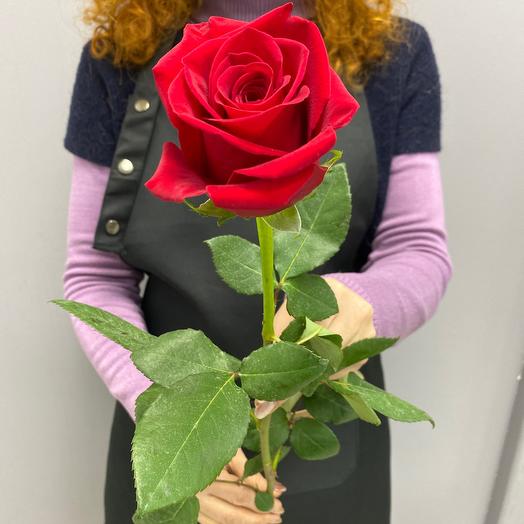 Rosa Freedom