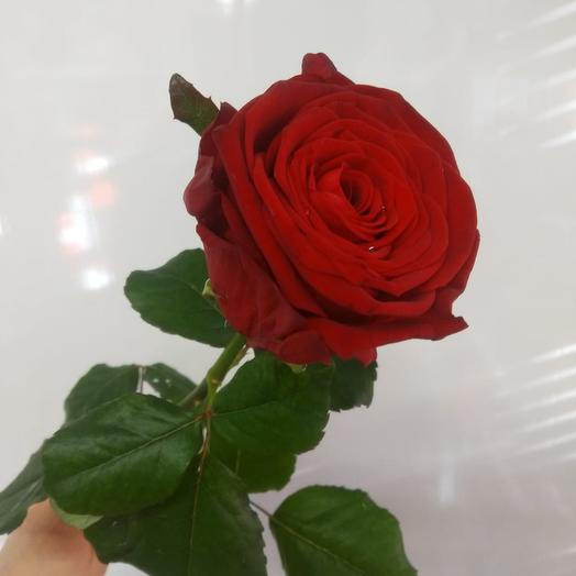 Rose red naomi (pr-in Russia)