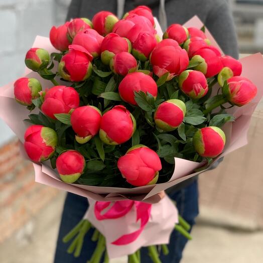 25 пионов Корал Шарм в дизайнерской упаковке (E416)