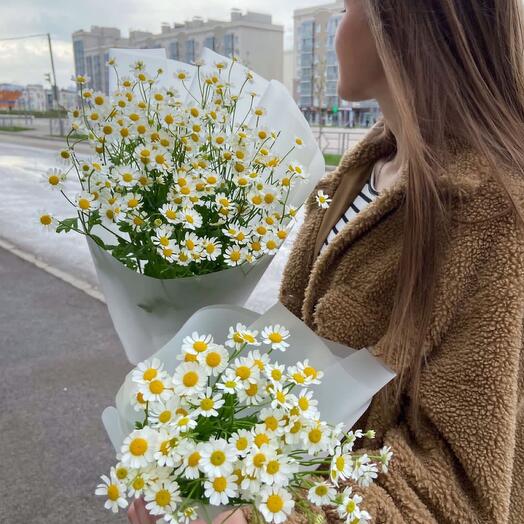Chamomile field