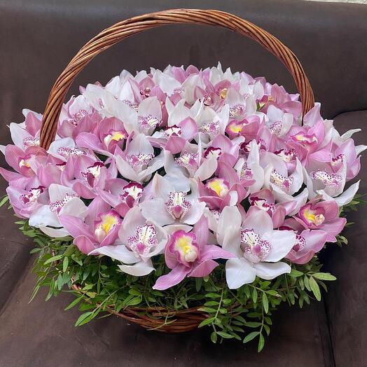 Orchid