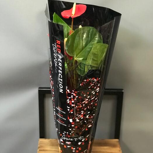 Planta de interior Anthurium granate