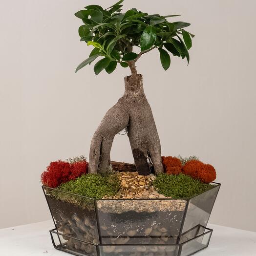 Plantador de bonsai