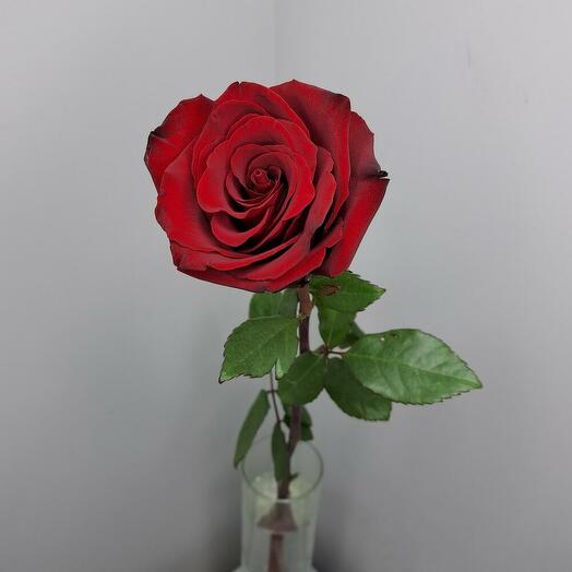 Rose Explorer