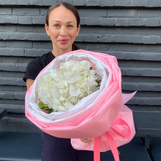 Hydrangea in a stylish package