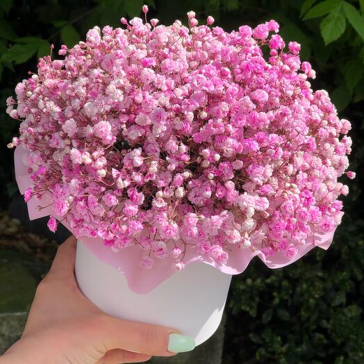 Pink gypsophila in a box