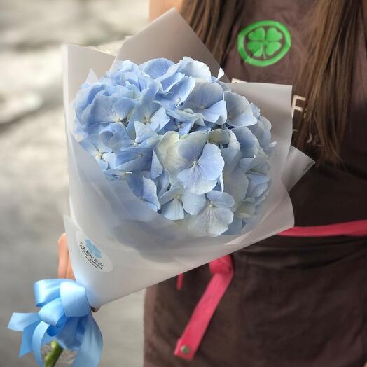 Hortensia azul