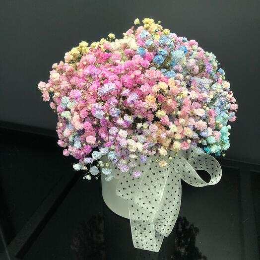 Радужная Гипсофила 🌈