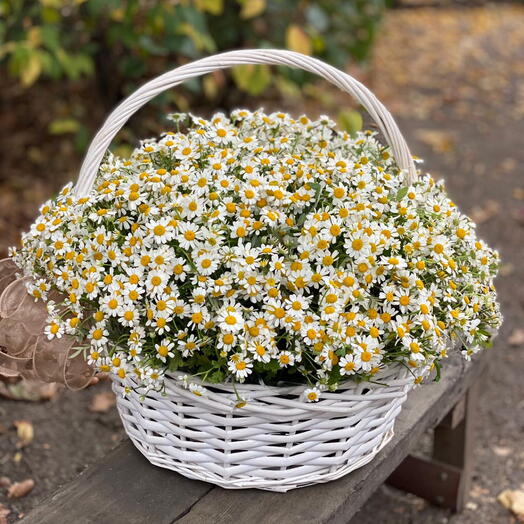 Field daisies in a basket
