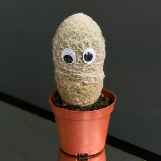 Cactus with eyes