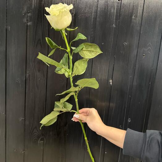 Rosa Mondial 60 cm