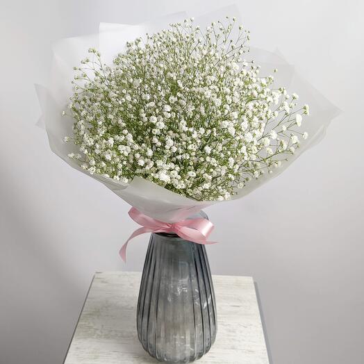 Gypsophila