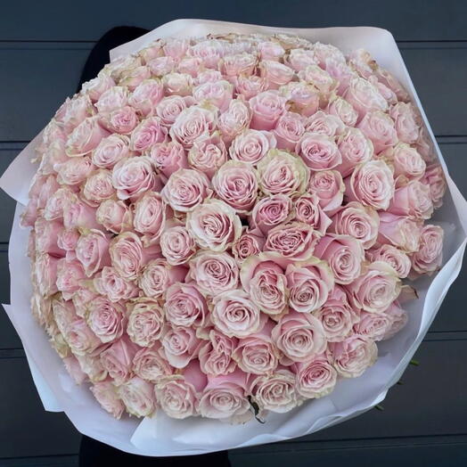 101 Pink roses