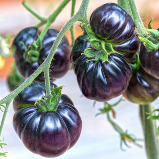 Rare Black Tomato Seeds - Big Black Tomato Seeds - 25 Seeds (UK Seller)