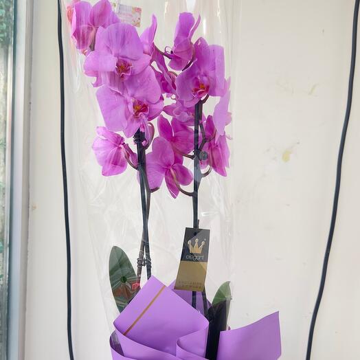 Фаленопсис орхидея5