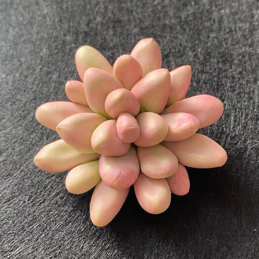 Брошь  «Суккулент»