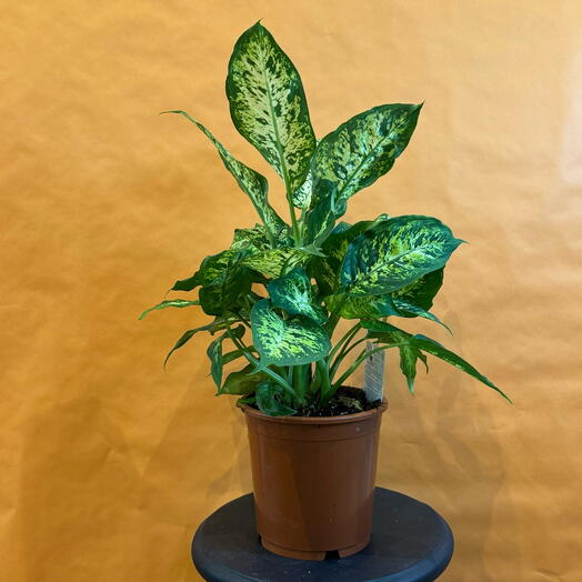 Dieffenbachia