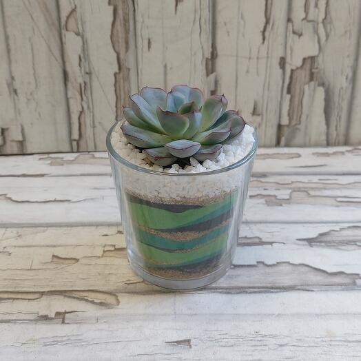 Succulent with colored sands