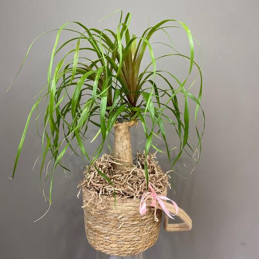 Нолина в плетеной корзине