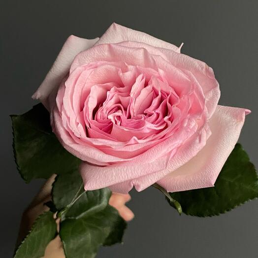 Роза Pink O hara