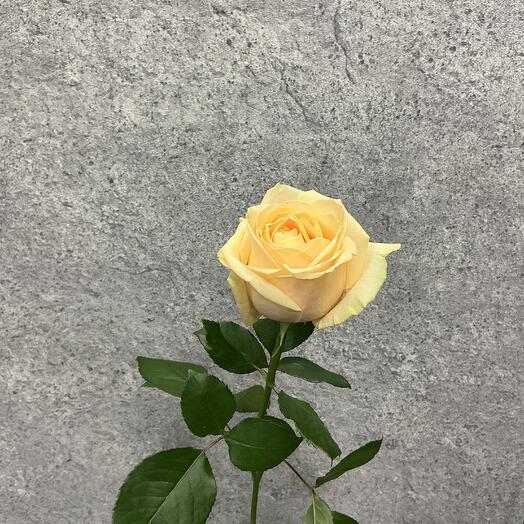 Роза Пич Аваланж