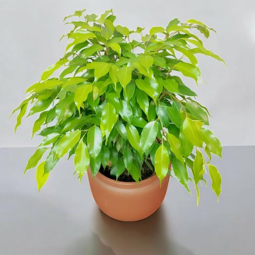 Ficus Golden