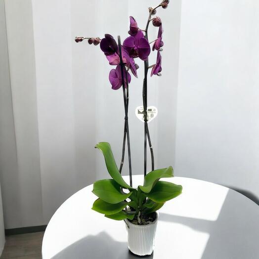 Orquidea Phalaenopsis