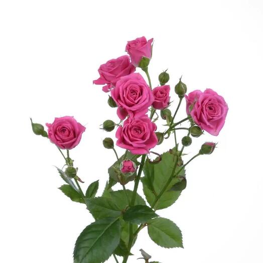 Bush rose, raspberry Lydia, 50 cm