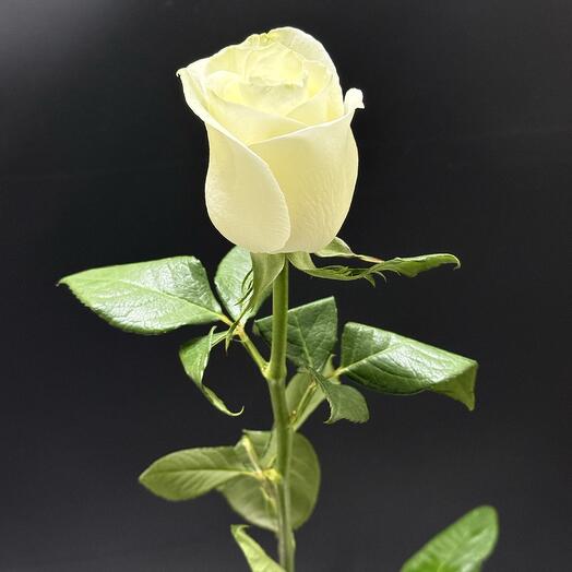 Белая Роза 70