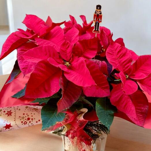 Poinsettia Navidena con Decoracion Festiva