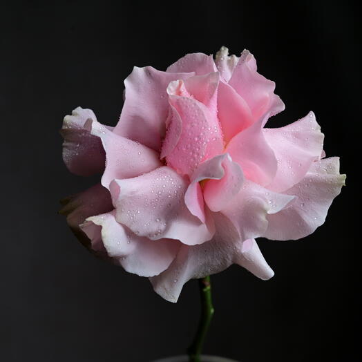 French Rose - Pink