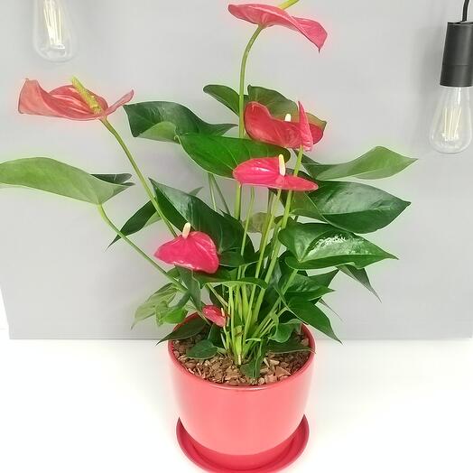 Антуриум 66 см. красный в красном керамическом горшке