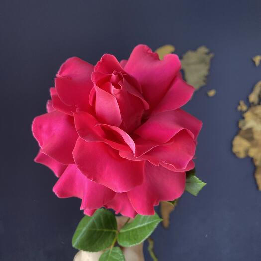 Rosa carmesí francés 40 cm