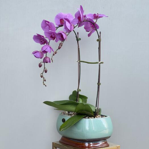 Royal Orchid Duo | 2 Purple Phalaenopsis Stems in Ceramic Pot – Elegant Gift   Home Decor
