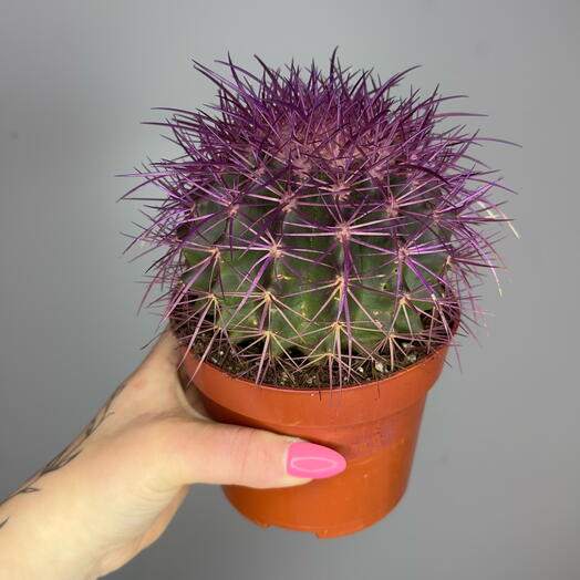 Фиолетовый кактус в горшке