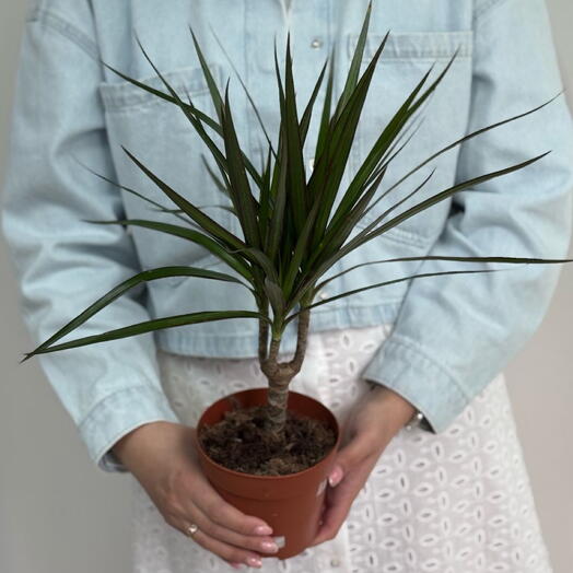 Драцена Маргината средняя