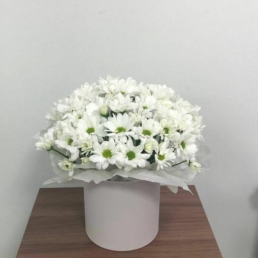 Хризантема в коробке