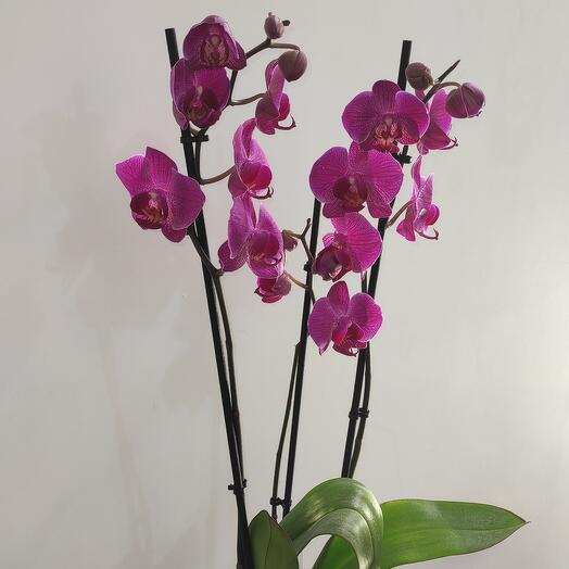 Комнатное растение Орхидея Orchids