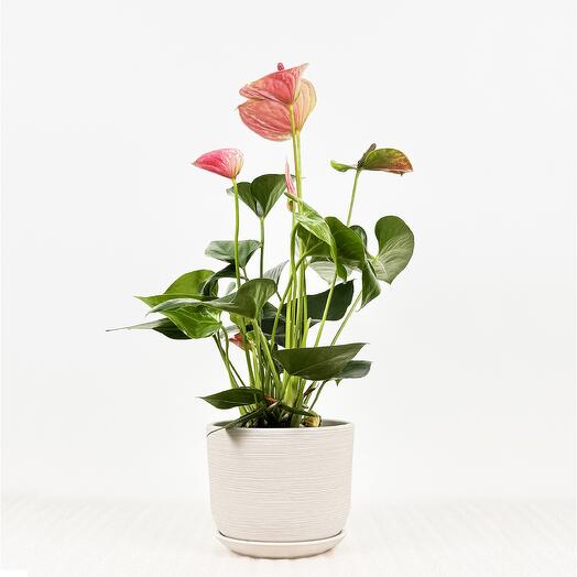 Антуриум розовый в белом керамическом горшке с поддоном, высота 45-50см