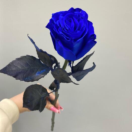 Роза синяя💙